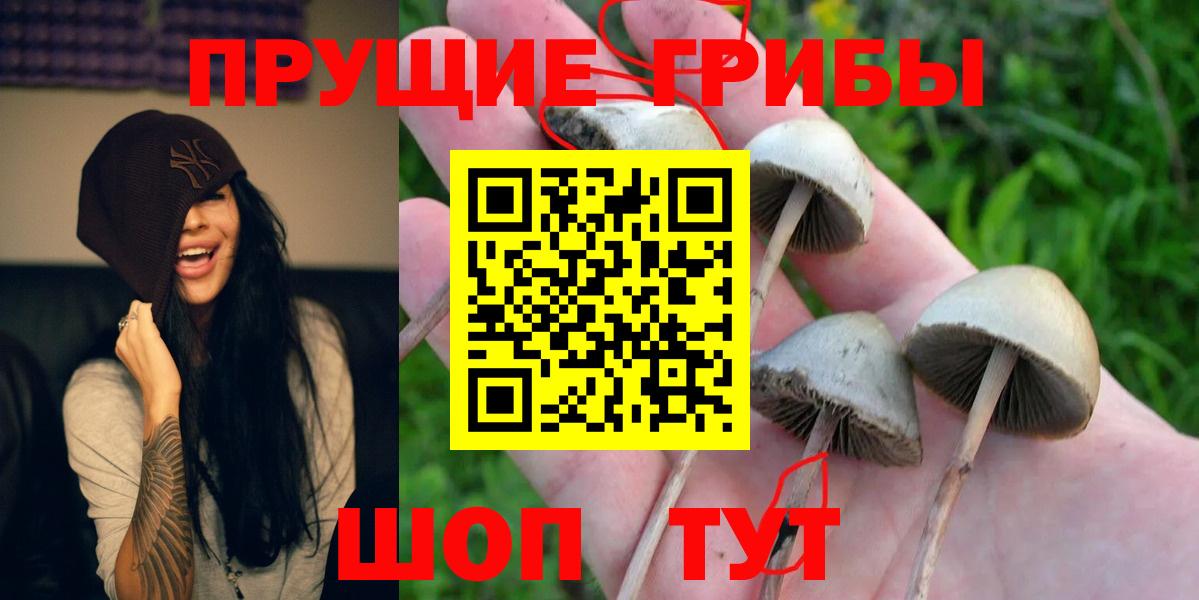 Псилоцибиновые грибы мицелий Тобольск
